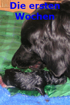 Die ersten Wochen