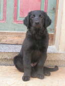 Babutz mit 12 Wochen