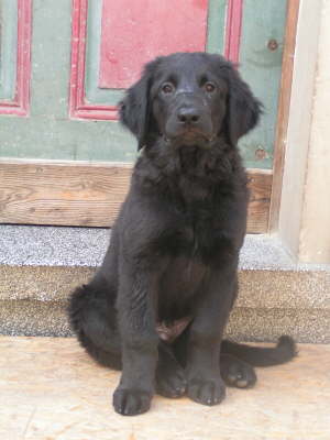 Babutz mit 12 Wochen