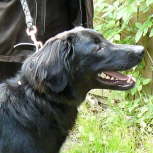 Amontillado gen. Eddi